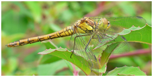 Sympetrum striolatum femelle femelle