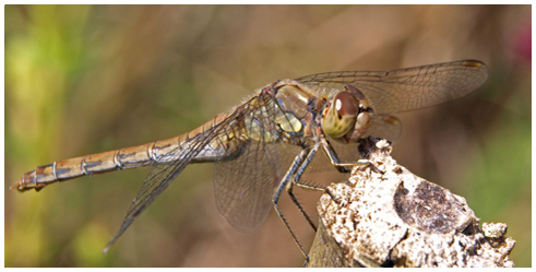 Sympetrum striolatum femelle mature