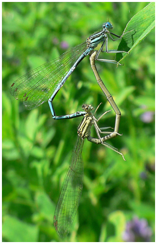 Accouplement platycnemis pennipes