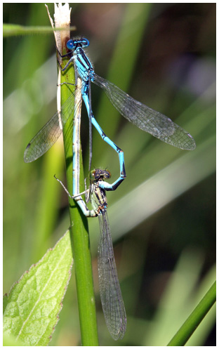 Accouplement Erythromma lindenii