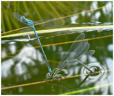 Coenagrion puella en ponte