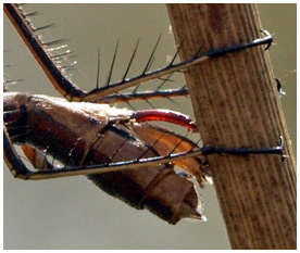Ovipositeur virens