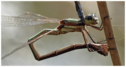 Ponte de lestes virens