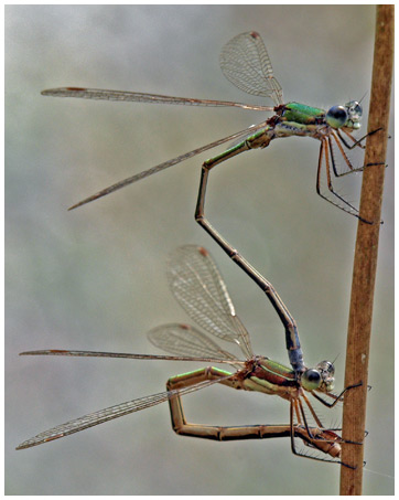 Couple de lestes virens en ponte