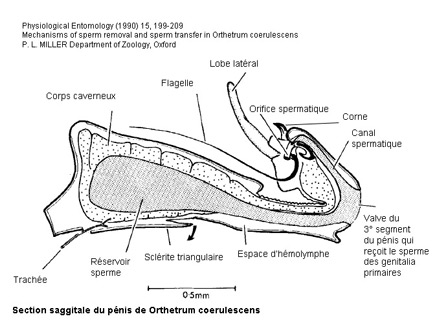 Section saggitale du pénis d'Orthetrum coerulescens au repos
