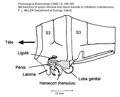 Appariel génital secondaire Libellulidae mâle