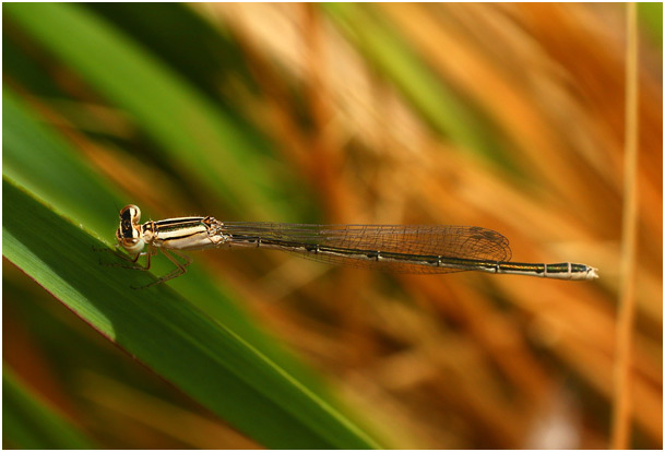 Africallagma glaucum femelle