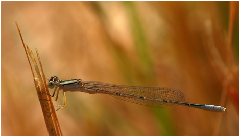 Africallagma glaucum mâle immature