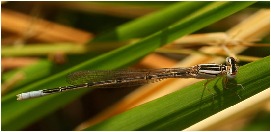 Africallagma glaucum mâle immature