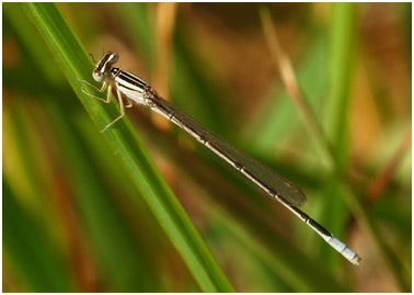 Africallagma glaucum mâle immature