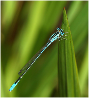 Africallagma glaucum mâle