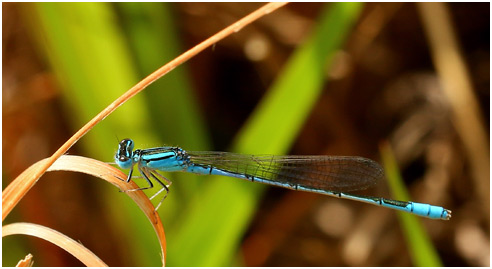 Africallagma glaucum mâle