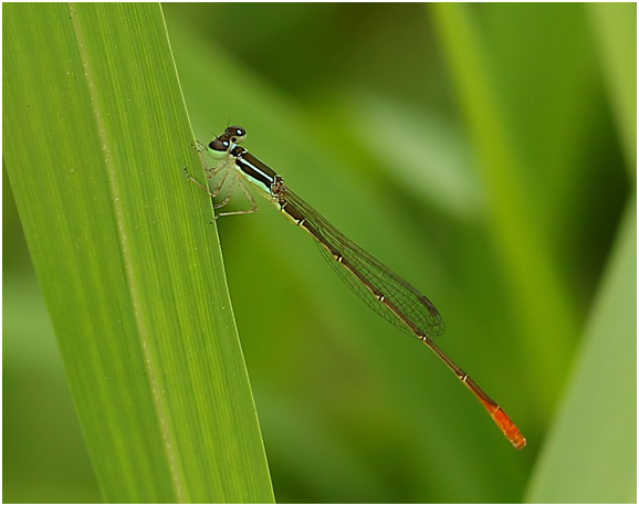 Agriocnemis gratiosa mâle