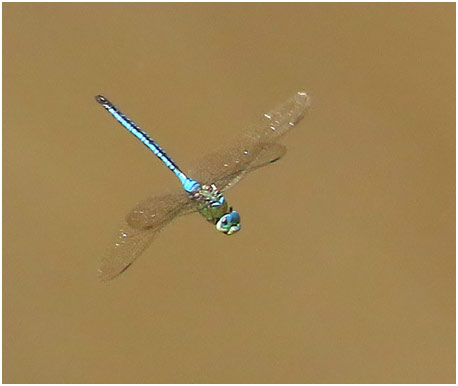 Anax imperator mâle