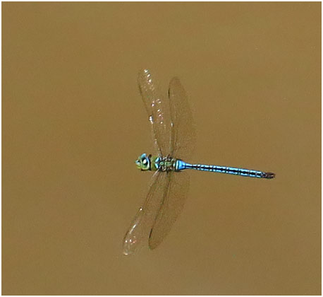 Anax imperator mâle