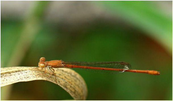 Ceriagrion glabrum femelle