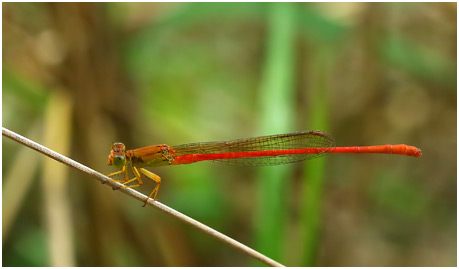 Ceriagrion glabrum mâle