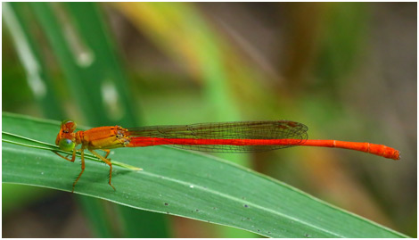 Ceriagrion glabrum mâle