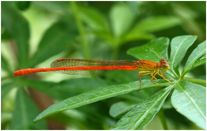 Ceriagrion glabrum mâle