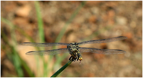 Ictinogomphus ferox mâle