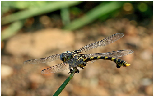 Ictinogomphus ferox mâle