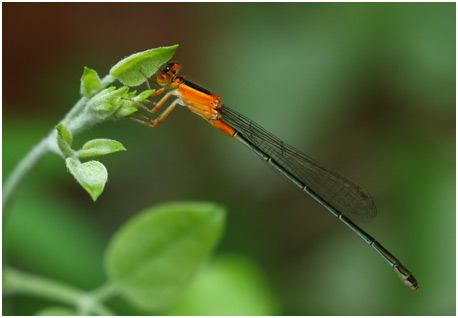 Ischnura senegalensis