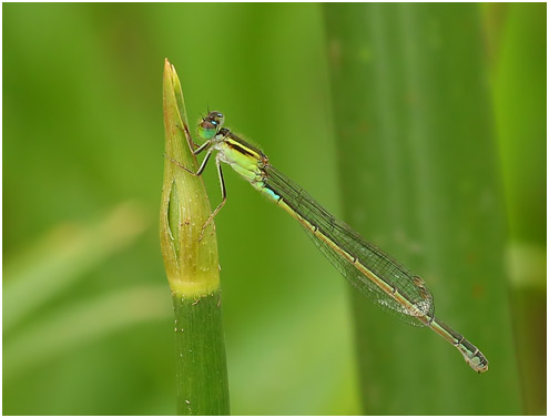 Ischnura senegalensis