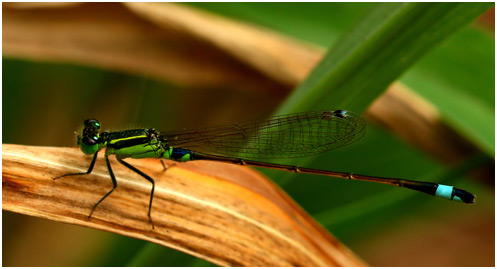 Ischnura elegans mâle