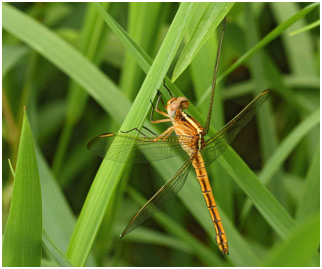 Nesciothemis farinosa femelle