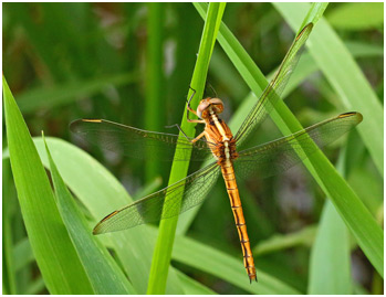 Nesciothemis farinosa femelle