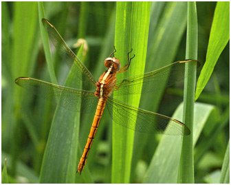 Nesciothemis farinosa femelle