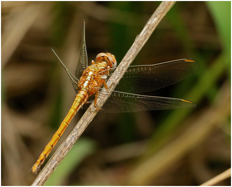 Orthetrum chrysostigma femelle