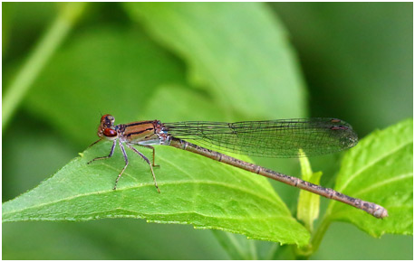 Pseudagrion hamoni femelle