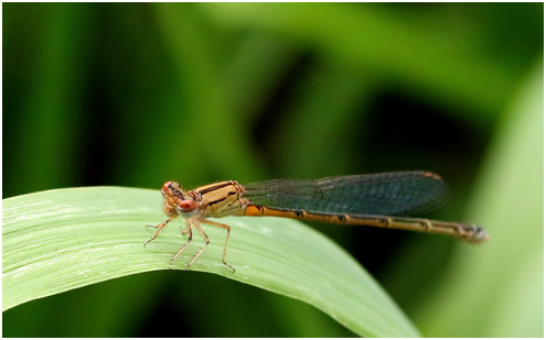 Pseudagrion hamoni femelle