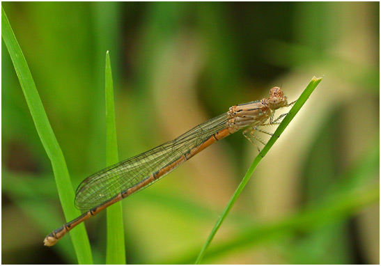 Pseudagrion massaicum femelle