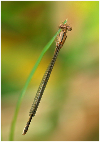 Pseudagrion massaicum femelle