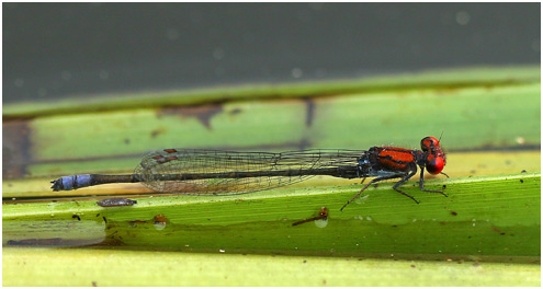 Pseudagrion massaicum mâle