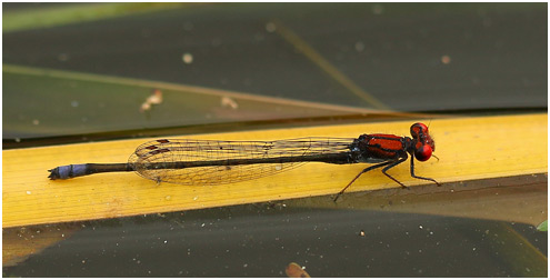 Pseudagrion massaicum mâle