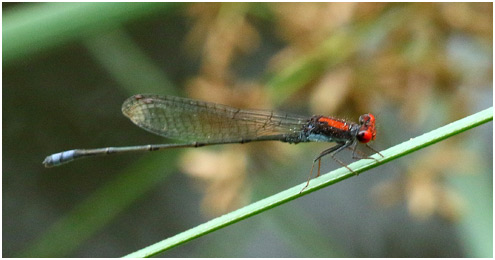 Pseudagrion massaicum mâle