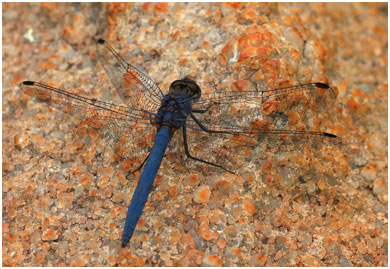 Trithemis furva