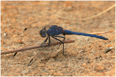 Trithemis furva