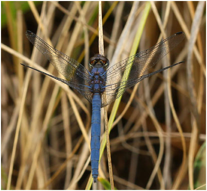 Trithemis furva