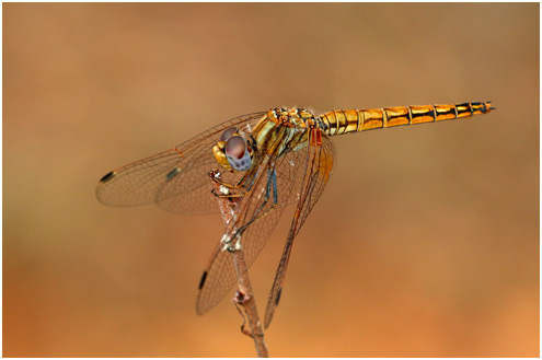 Trithemis kirbyi femelle