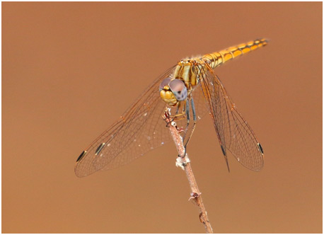 Trithemis kirbyi femelle