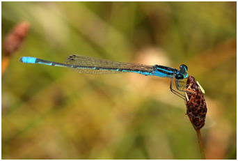 Acanthagrion cuyabae mâle, Cuiabá Wedgetail