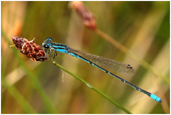 Acanthagrion cuyabae mâle, Cuiabá Wedgetail