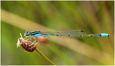 Acanthagrion cuyabae mâle, Cuiabá Wedgetail