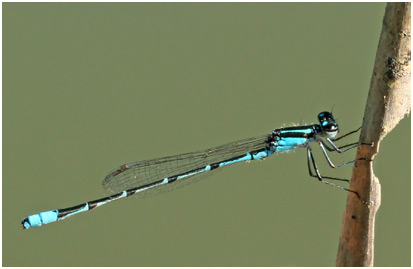 Acanthagrion cuyabae mâle, Cuiabá Wedgetail