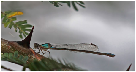 Acanthagrion gracile femelle, Slender Wedgetail