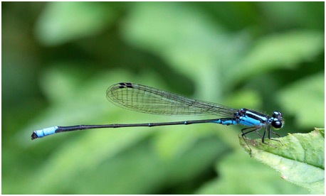 Acanthagrion gracile mâle, Slender Wedgetail